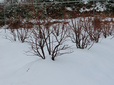 CIMG1027_20121212102656.jpg
