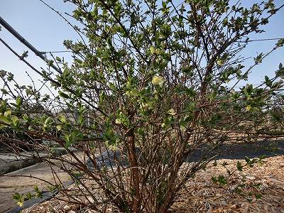 CIMG1351_20130409084530.jpg